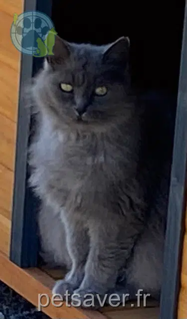 kat vermist 17170 Taugon Mimine kat lost 17170 Taugon Mimine