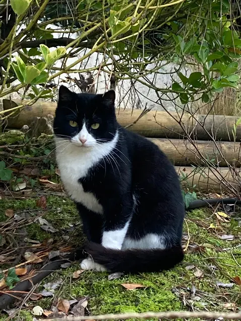 Chatte Perdue 17 Charente-Maritime - Mimine Chatte Perdue 17 Charente-Maritime - Mimine