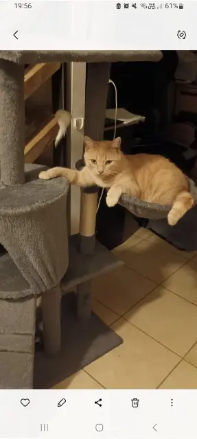 chatte lost   17230 Longèves Mimine