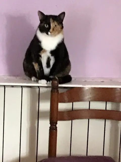 chatte lost   17130 Montendre Minette