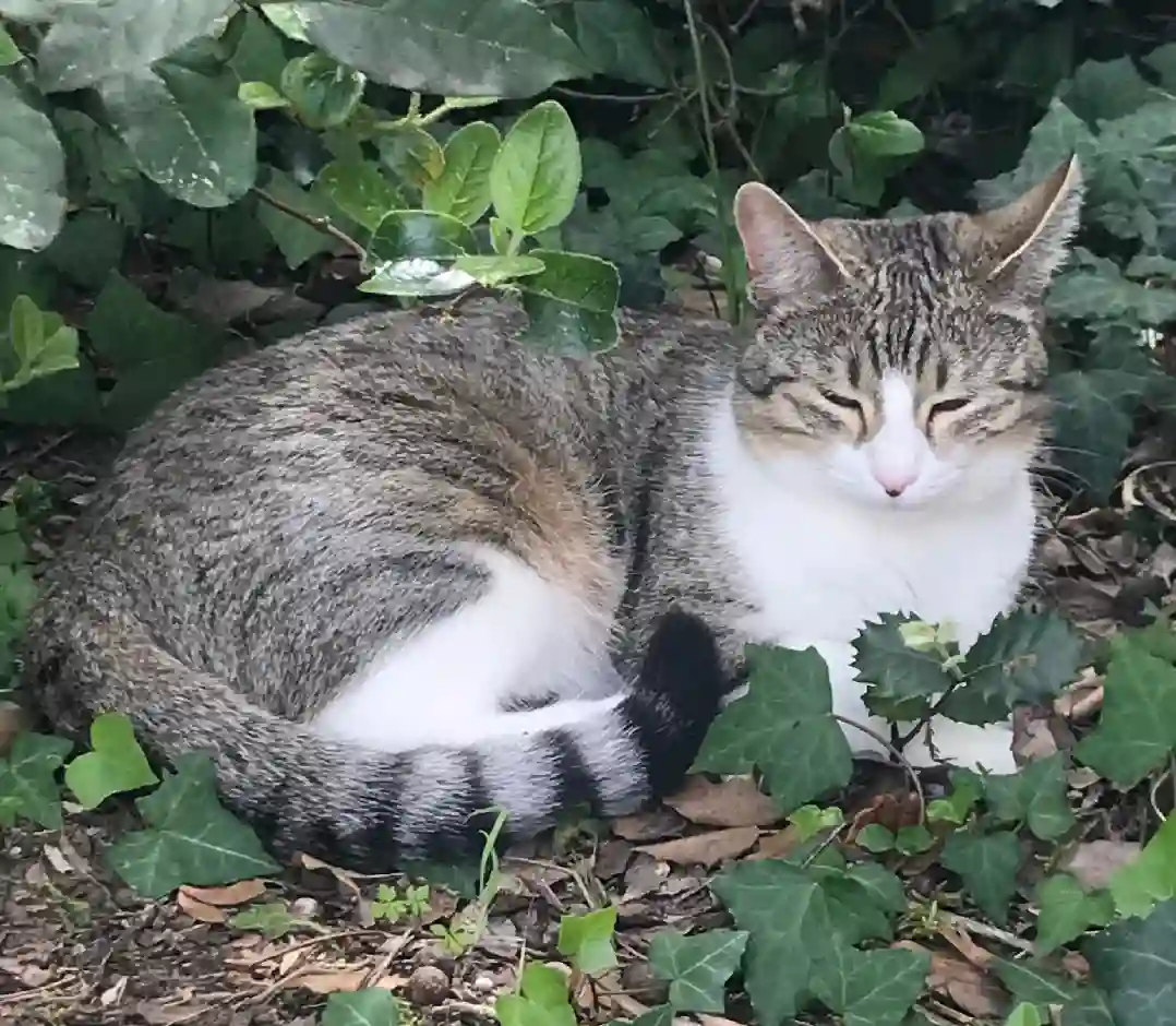 Chatte Perdue 17 Charente-Maritime - Misti Chatte Perdue 17 Charente-Maritime - Misti