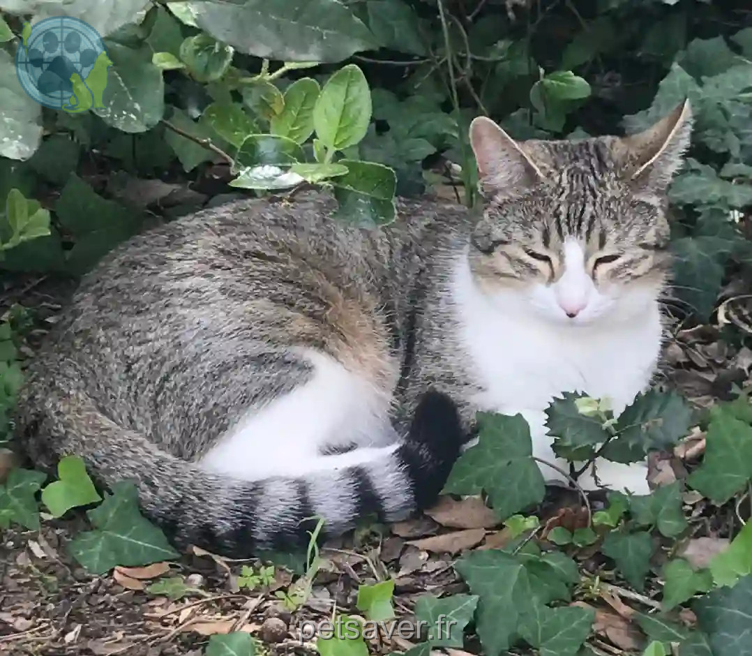 Chatte Perdue 17 Charente-Maritime - Misti Chatte Perdue 17 Charente-Maritime - Misti