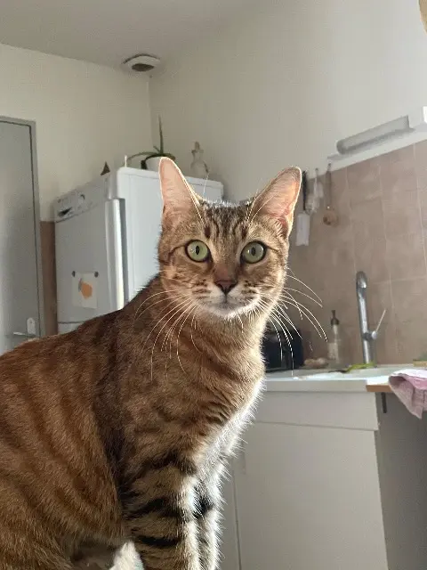 chatte lost   17600 Le Gua Mistinguette