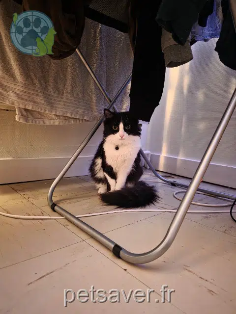 chatte lost 17300 Rochefort Monchat