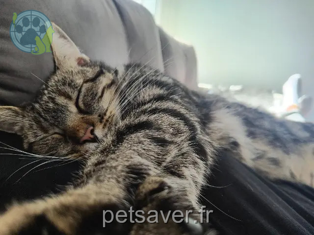 gata perdida 17640 Vaux-sur-Mer Moon gata lost 17640 Vaux-sur-Mer Moon