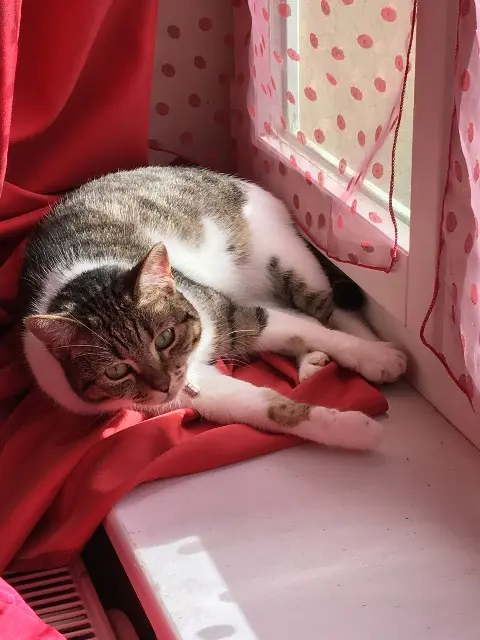 chatte lost   17140 Lagord Mytsie