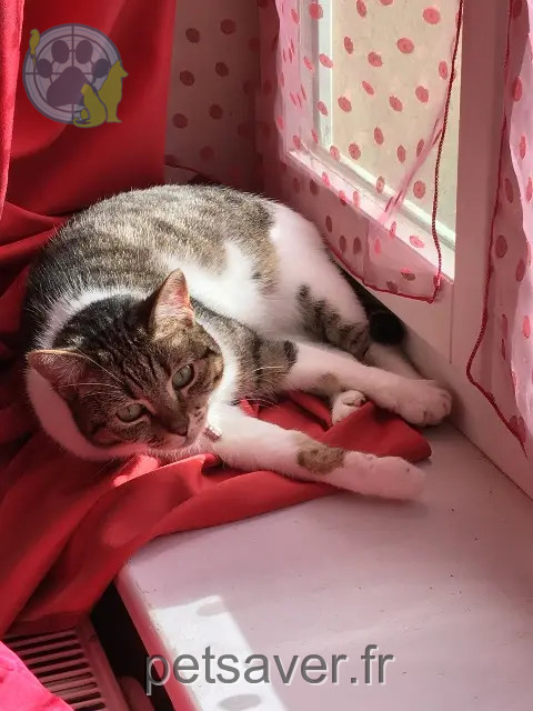 kat vermist 17140 Lagord Mytsie kat lost 17140 Lagord Mytsie