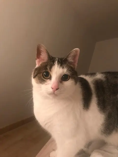 chatte lost   17340 Yves Nahla