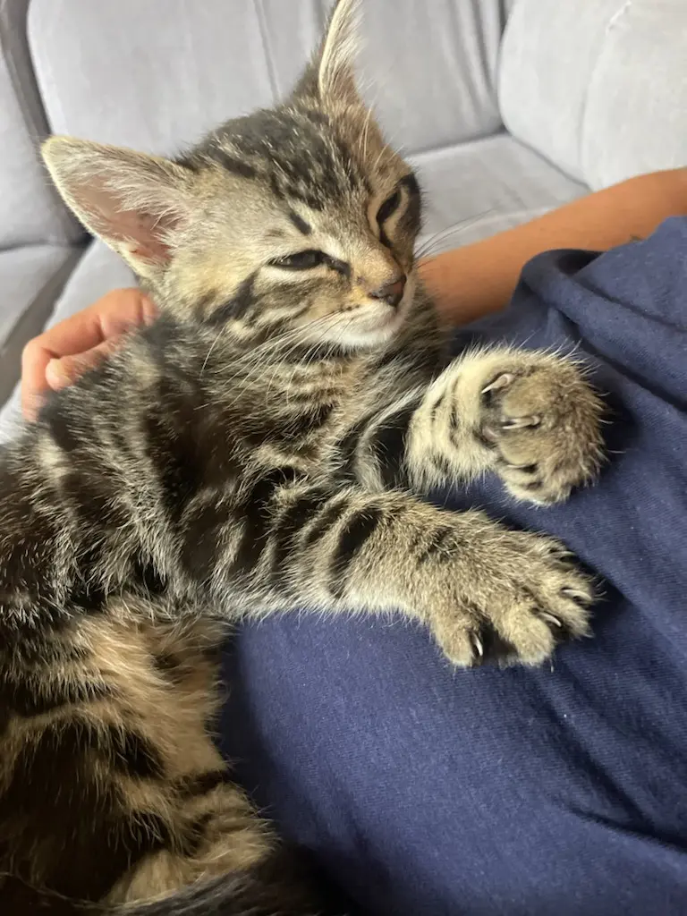 chatte lost   17770 Saint-Bris-des-Bois Nala