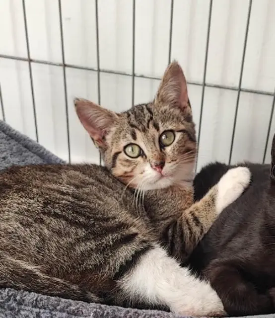 chatte lost   17100 Saintes Nami