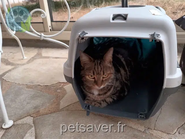 cat lost 17220 Sainte-Soulle Niky cat lost 17220 Sainte-Soulle Niky