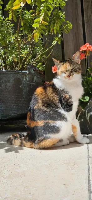 chatte lost   17100 Saintes Nina