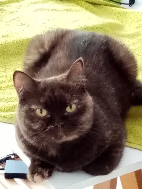 chatte lost   17100 Bussac-sur-Charente Odyssey