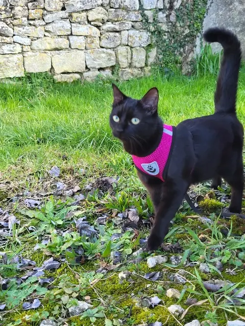 chatte lost   17540 Bouhet Onyx