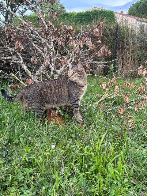 chatte lost   17460 Chermignac Oupla