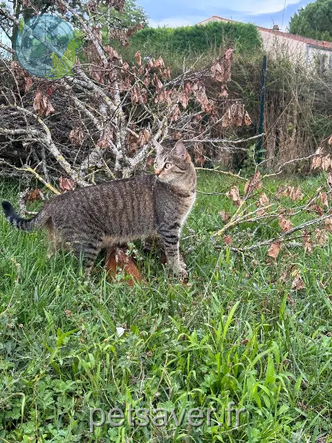 Katze vermisst 17460 Chermignac Oupla Katze lost 17460 Chermignac Oupla