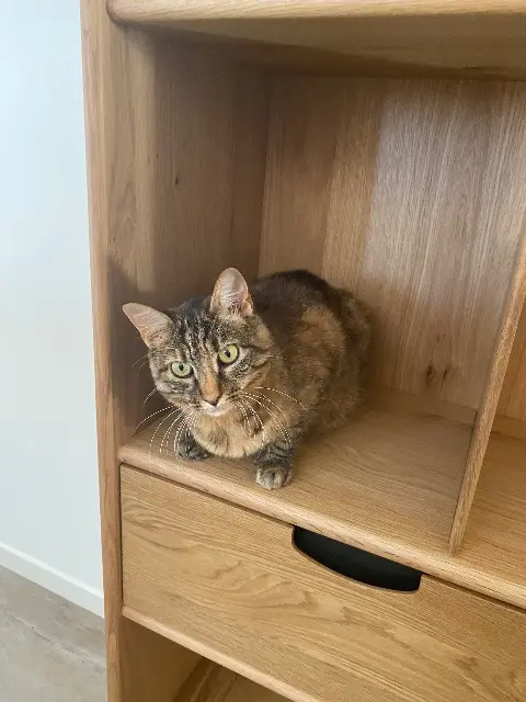 chatte lost   17137 Nieul-sur-Mer Perline