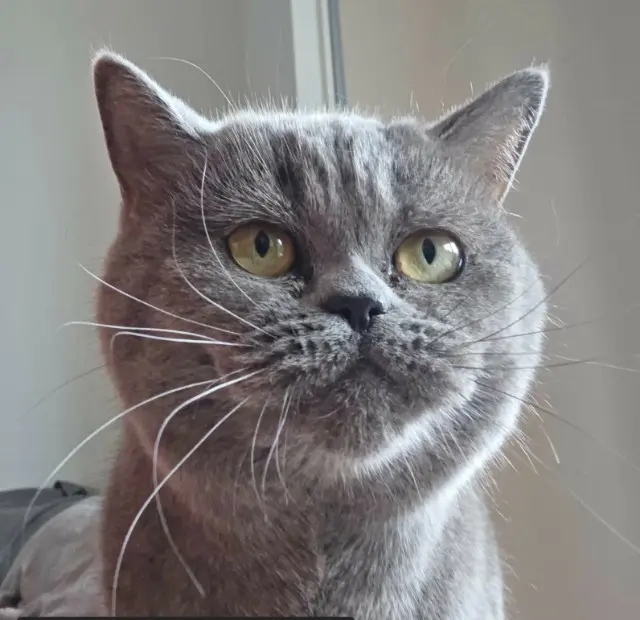 chatte lost   17200 Royan Petra