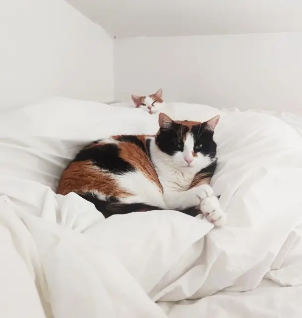 chatte lost   17000 La Rochelle Pipa