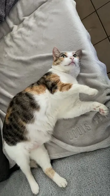 chatte lost   17800 Pons Piper