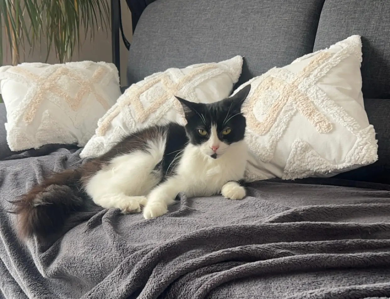 Chatte Perdue 17 Charente-Maritime - Plume Chatte Perdue 17 Charente-Maritime - Plume