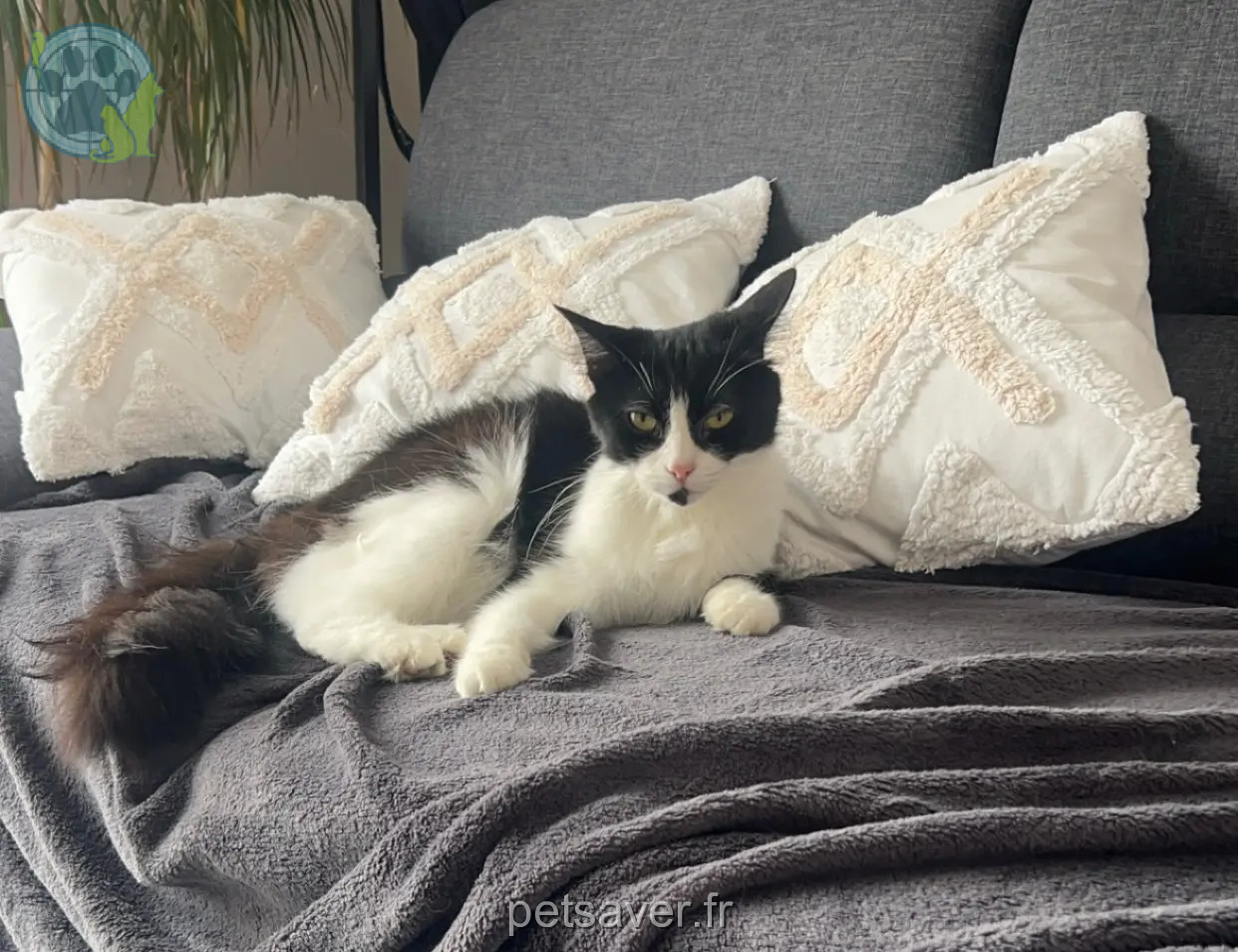 Chatte Perdue 17 Charente-Maritime - Plume Chatte Perdue 17 Charente-Maritime - Plume
