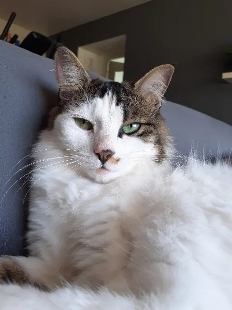 chatte lost   17620 Champagne Plume