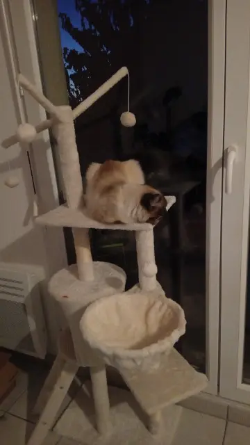 chatte lost   17100 Saintes Ponyo