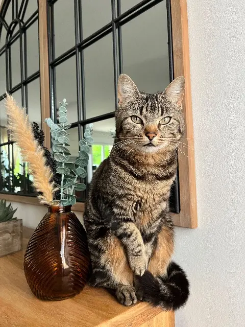 chatte lost   17400 Poursay-Garnaud Elenna