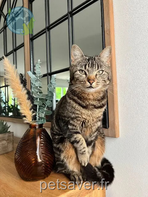 Katze vermisst 17400 Poursay-Garnaud Elenna Katze lost 17400 Poursay-Garnaud Elenna