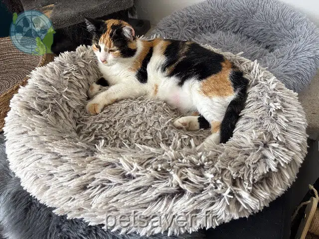 Katze lost 17540 Le Gué-d'Alleré Praline