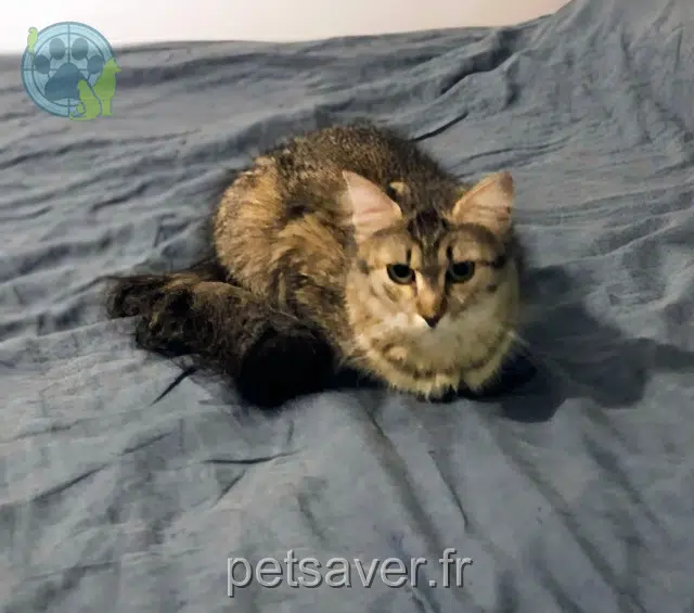 chatte lost 17300 Rochefort Chouquette