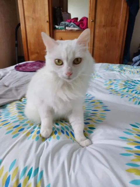 chatte lost   17700 Saint-Mard Rosalia
