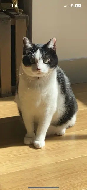 chatte lost   17100 Saintes Ruby