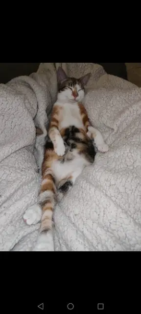 chatte lost   17500 Réaux-sur-Trèfle Vicky