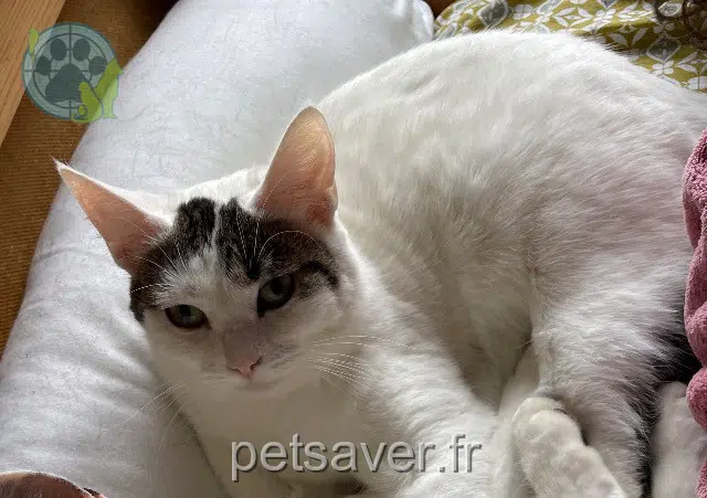 chatte lost 17540 Nuaillé-d'Aunis Sakura