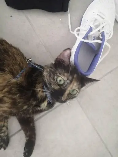 Chatte Perdue 17 Charente-Maritime - Savane Chatte Perdue 17 Charente-Maritime - Savane