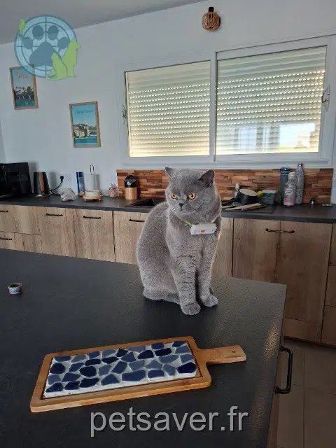 chatte lost 17270 Montguyon Soquette