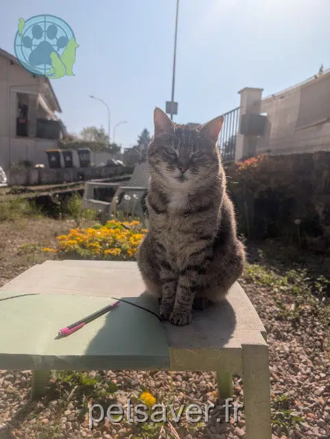 chatte lost   17130 Montendre Suiffer