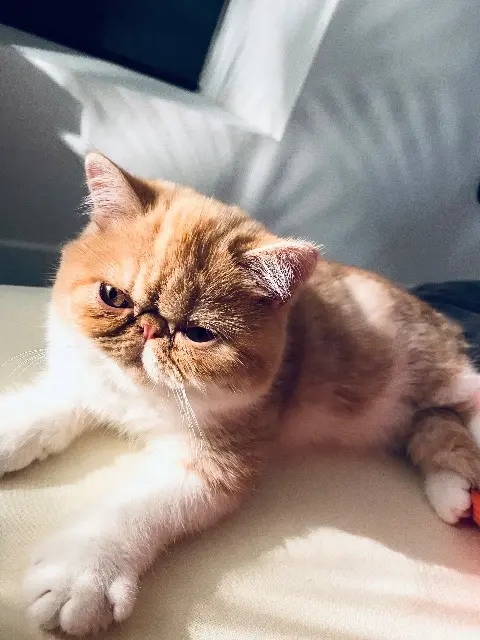 chatte lost   17150 Soubran thelma