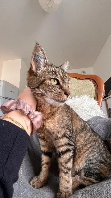 chatte lost   17100 Saintes Timine