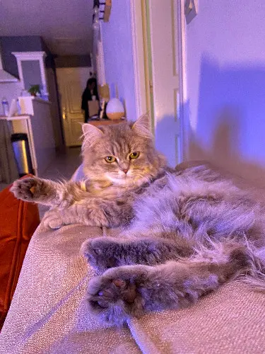 Chatte Perdue 17 Charente-Maritime - Tiny Chatte Perdue 17 Charente-Maritime - Tiny
