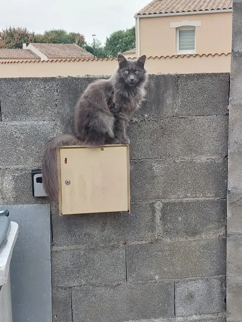 chatte lost   17430 Muron Triska