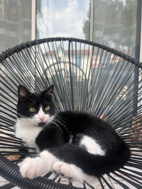 chatte lost   17340 Châtelaillon-Plage Ulba