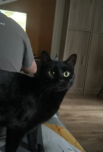 chatte lost   17300 Rochefort Uni
