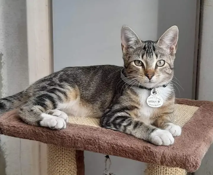 Chatte Perdue 17 Charente-Maritime - Upsilone Chatte Perdue 17 Charente-Maritime - Upsilone