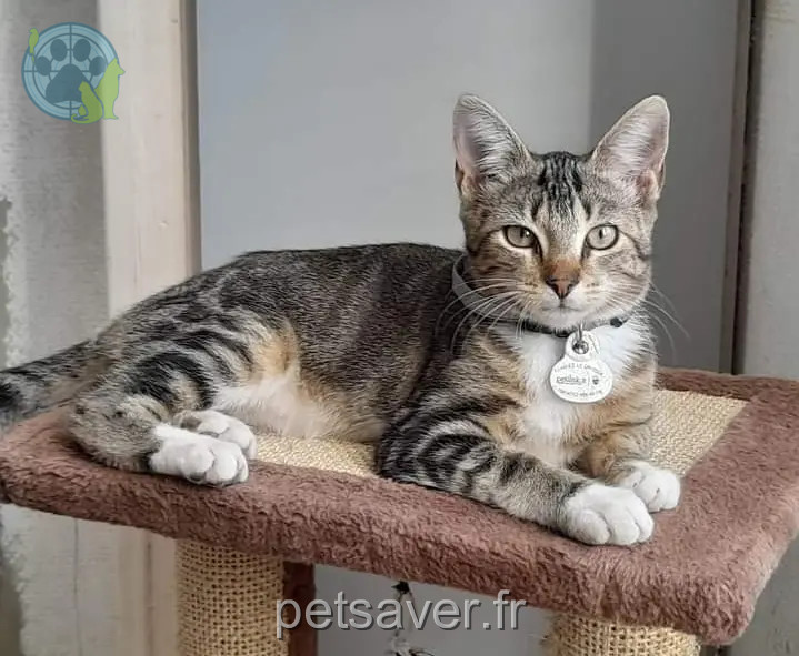 Chatte Perdue 17 Charente-Maritime - Upsilone Chatte Perdue 17 Charente-Maritime - Upsilone