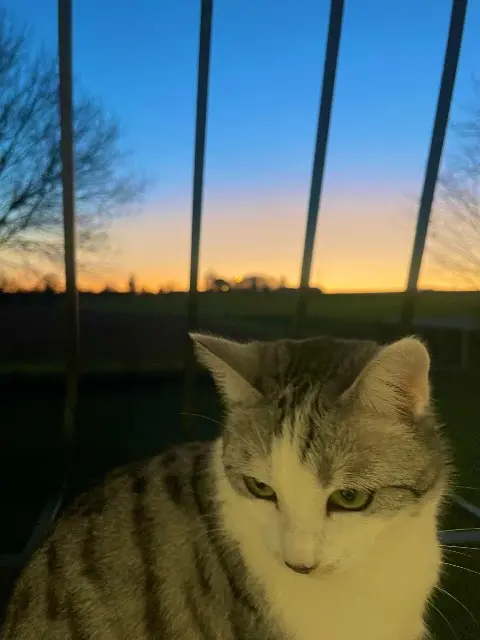 chatte lost   17520 Germignac Uña