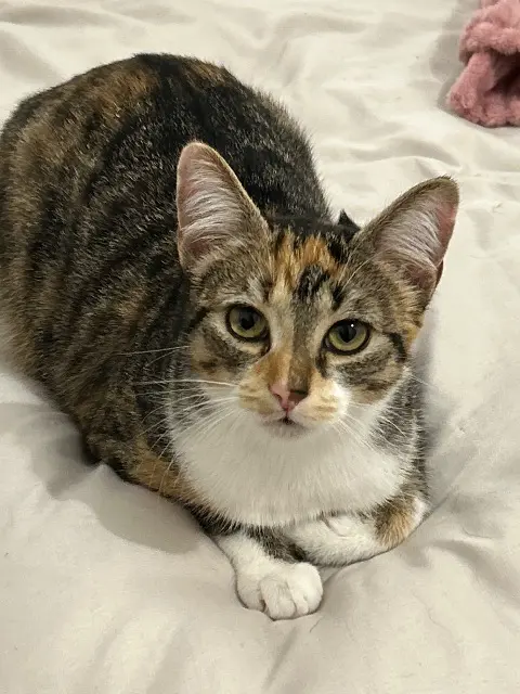 chatte lost   17000 La Rochelle Violette