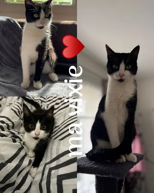 chatte lost   17800 Pérignac Vixie